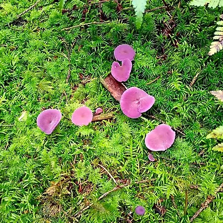 Vakantieverblijf Nature
